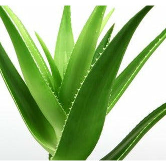 Aloe Vera Gel, 100g