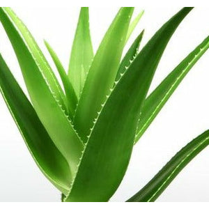 Aloe Vera Gel | Organic